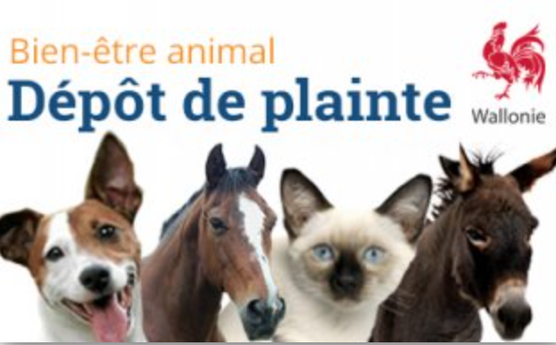 maltraitance animaux